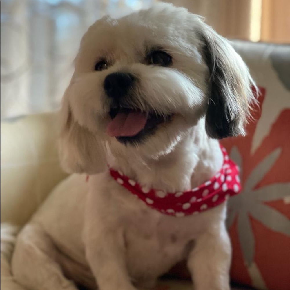 Meet your Posher, Lilia